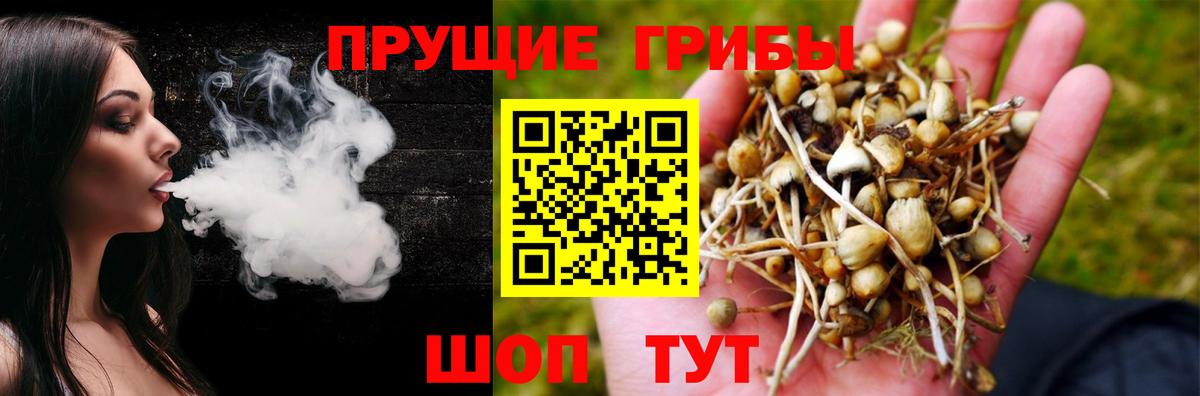 Галлюциногенные грибы Cubensis Балтийск
